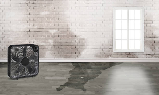 Best Professional water damage repair  in Britton, SD
